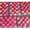 Golden Supplier of Fresh Red FUJI Apple Counts 100-113-125